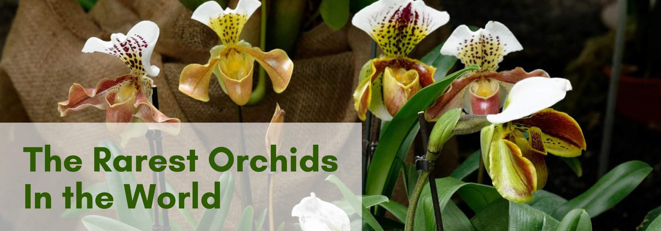 rarest orchids