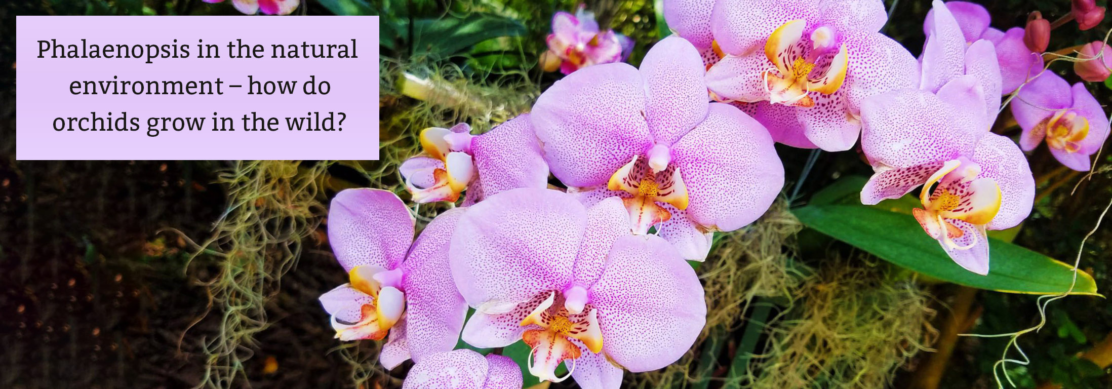 Phalaenopsis in the natural environment – how do orchids grow in the wild