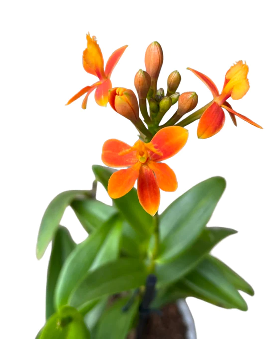 Epidendrum 