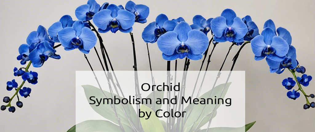Orchid Symbolism and Meaning by Color