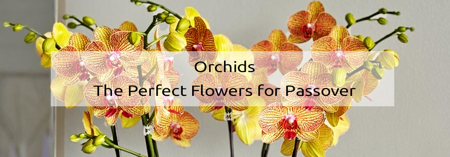 Orchids The Perfect Flowers for Passover