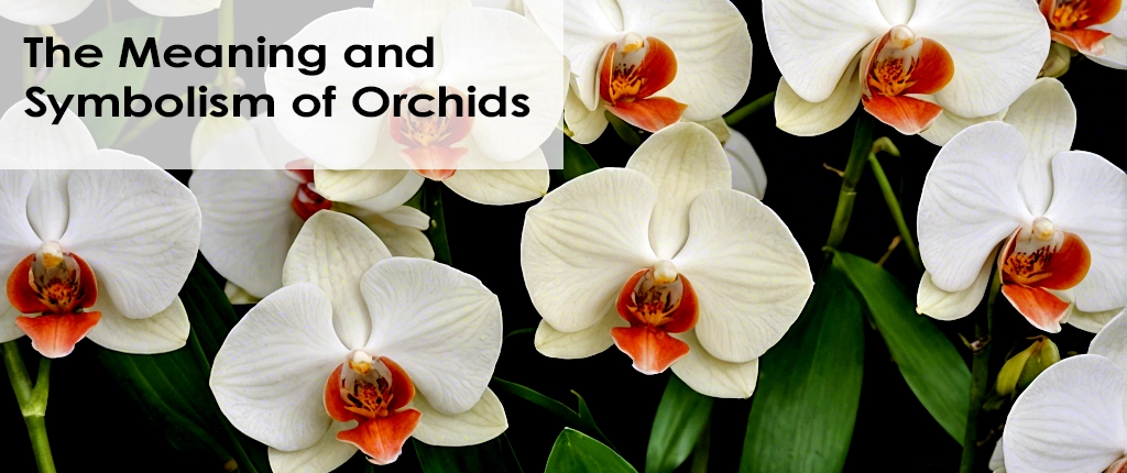 The Meaning and Symbolism of Orchids