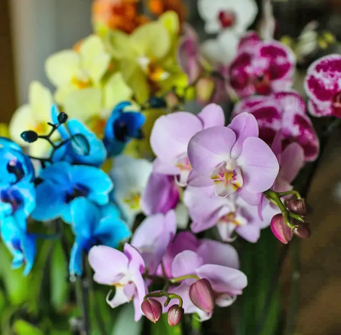 Which Orchid is Right For Me?