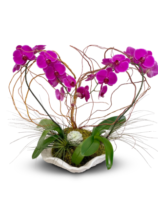 Orchids Flower Shop Dual Color LED Neon Sign White & Purple 24 x 16  st6s64-i3530-wp : : Everything Else