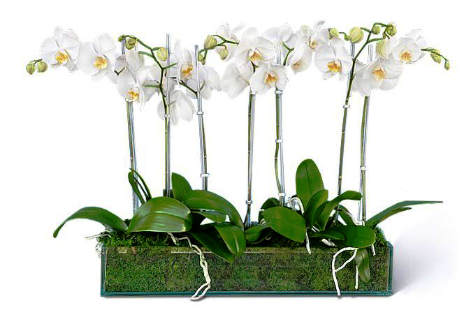 Types of Indoor Orchids