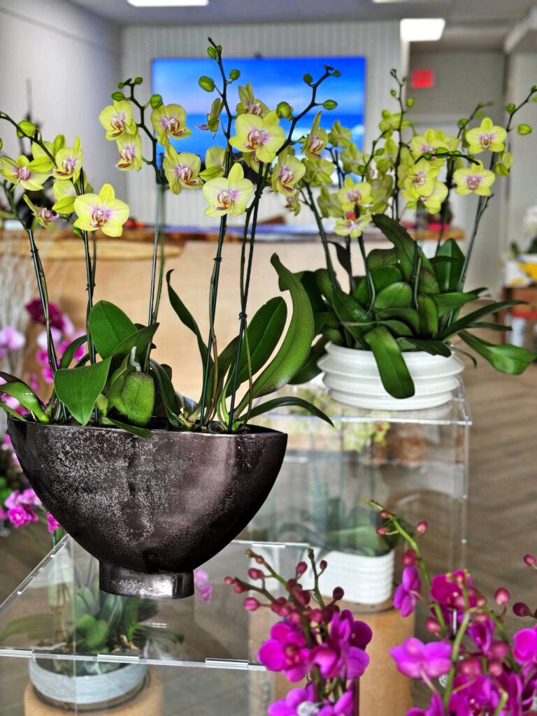  Orchids: The Perfect Flowers for Passover 