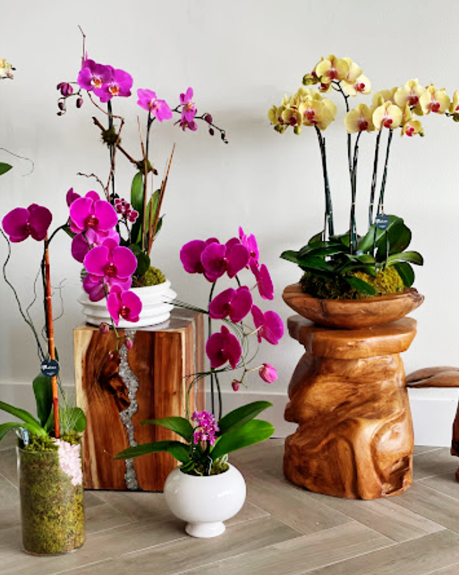 Orchid Showroom in Boca Raton, Florida 