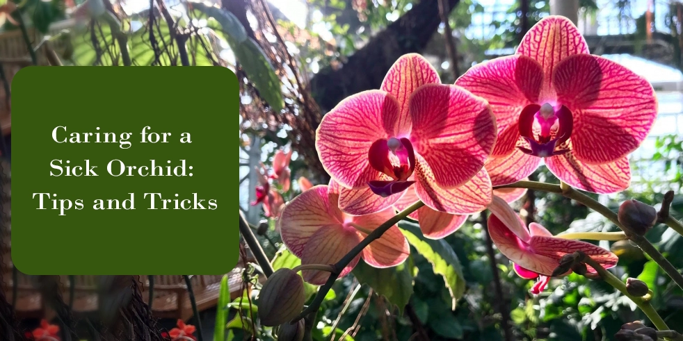 Caring for a Sick Orchid: Tips and Tricks