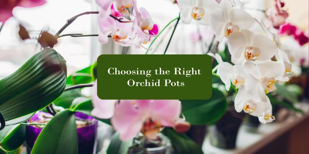 Choosing the Right Orchid Pots