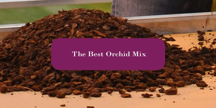The Best Orchid Mix