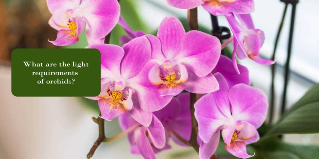 What are the light requirements of orchids?