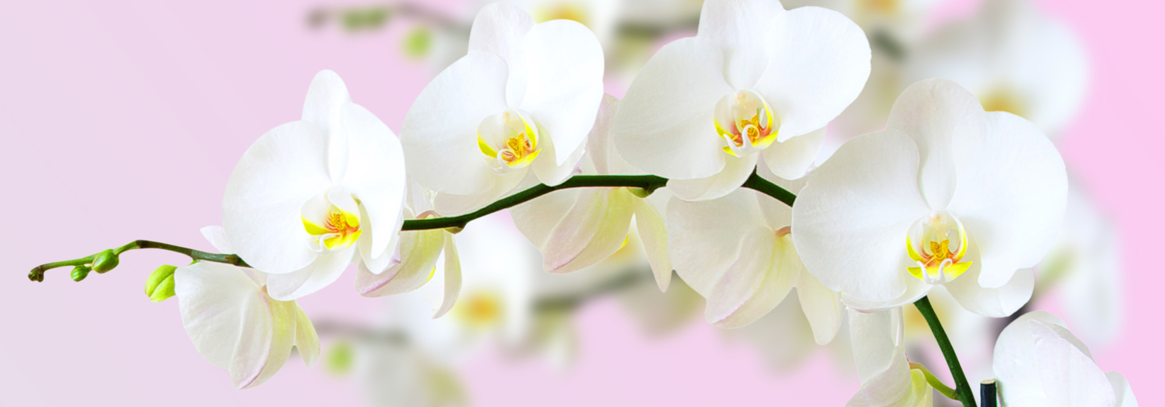 Viva Orchids Flower Services