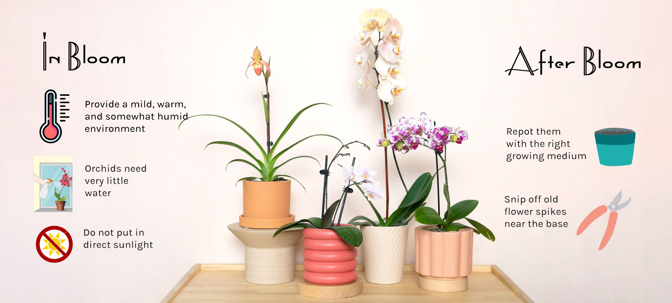 Orchid Care: 10 Easy Tips.