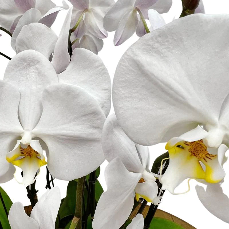 Where to Buy White Orchids in Boca Raton