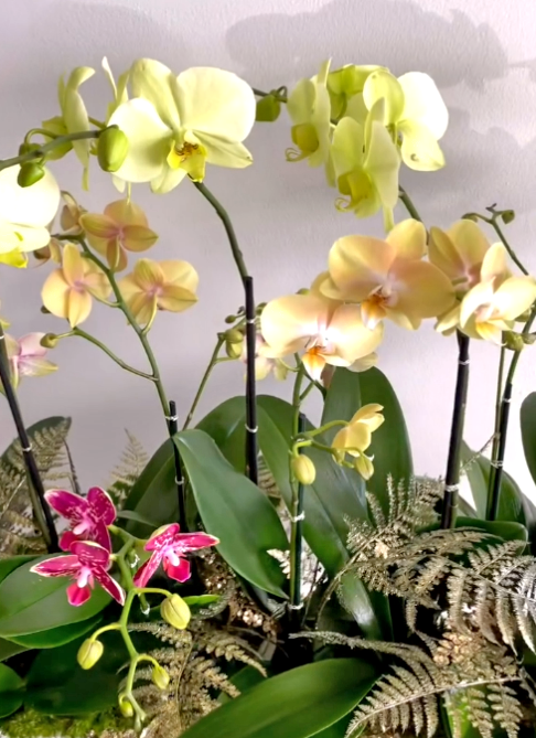 Beautiful Orchid Arrangements