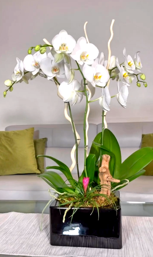 Buy orchids in Hollywood,