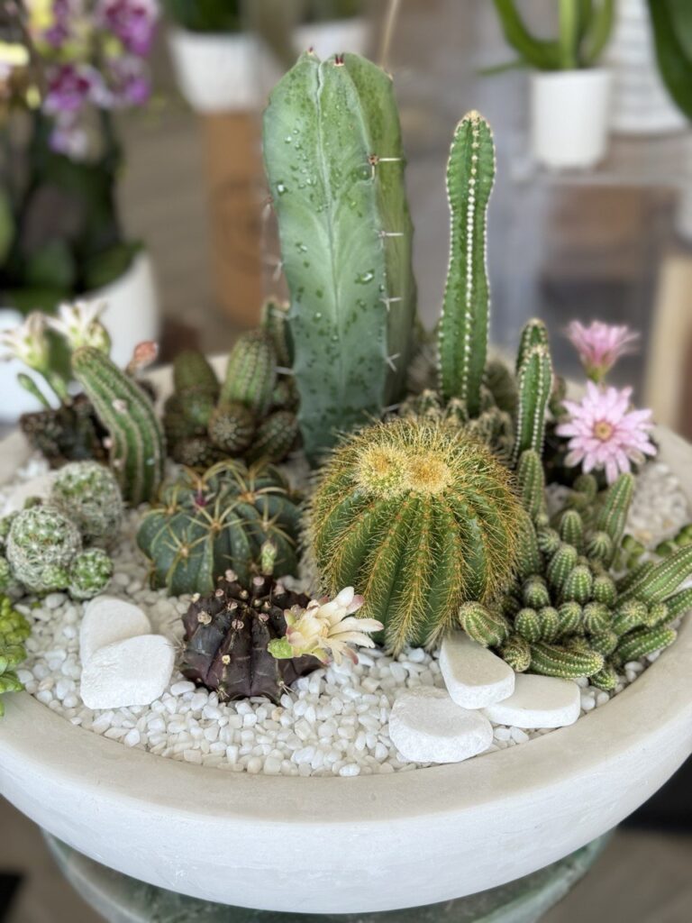 Cactus and Succulents in Boca Raton