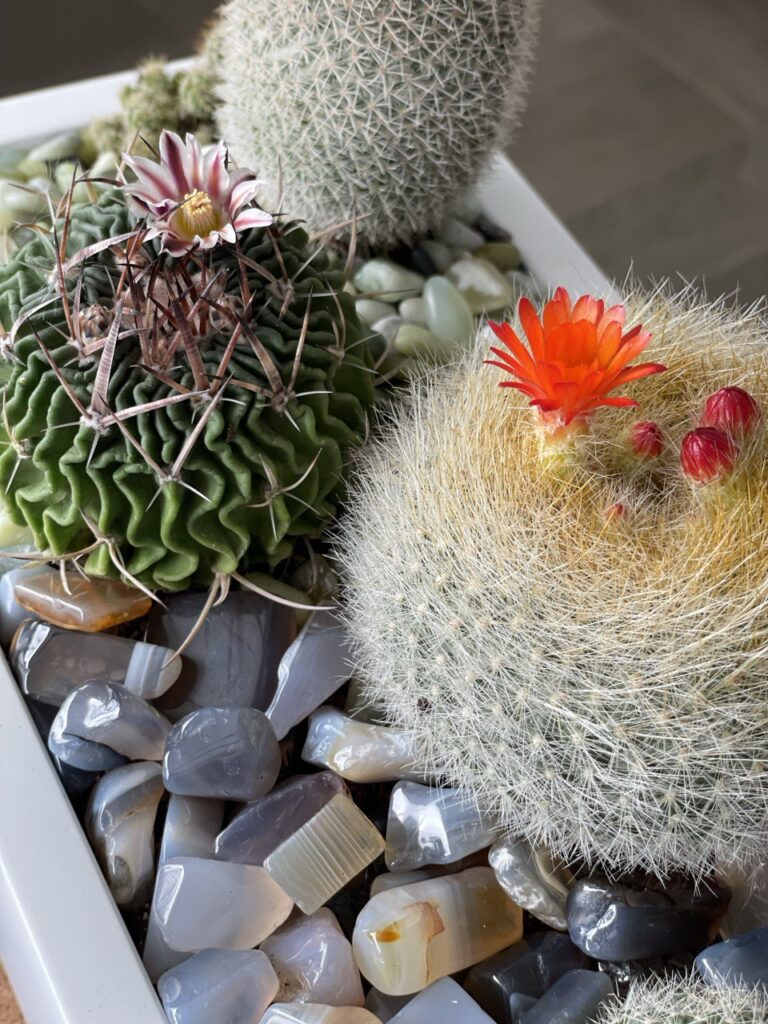 Cactus and Succulents in Boca Raton