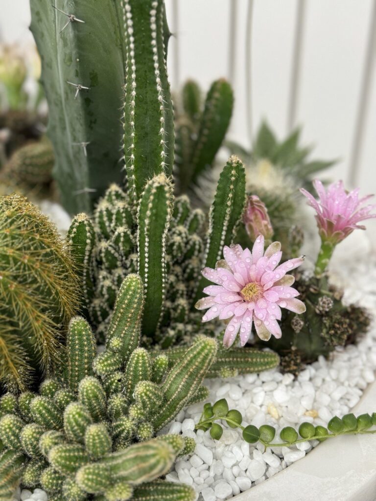 Cacti and Succulents in Boca Raton