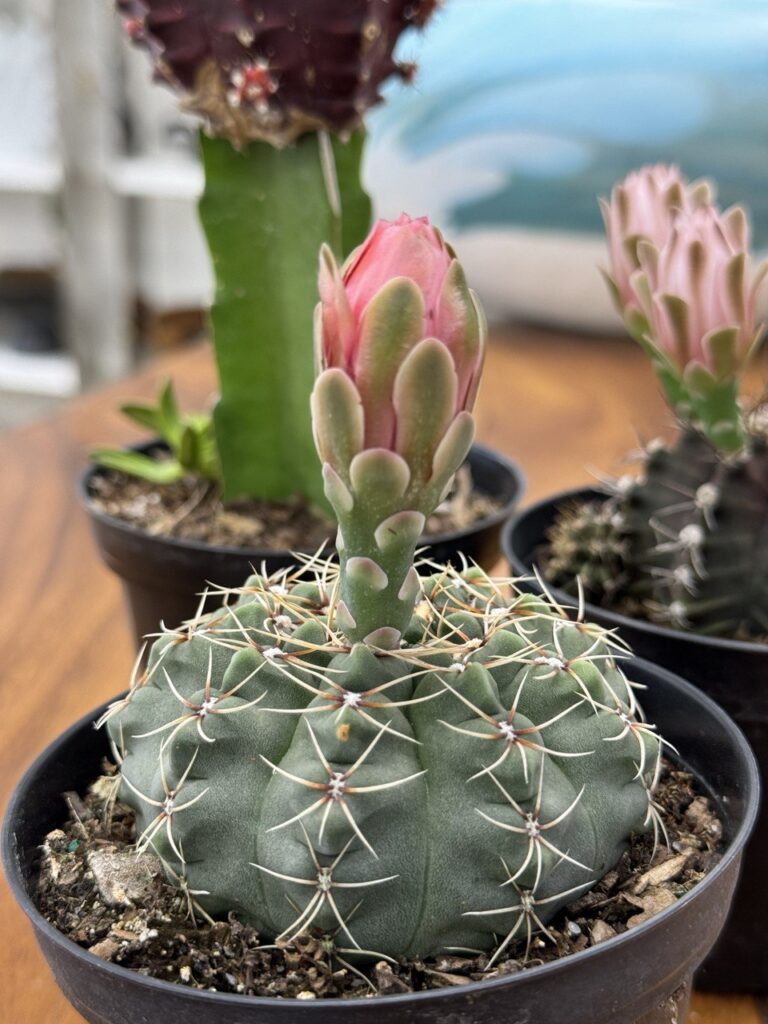 Cactus and Succulents in Boca Raton