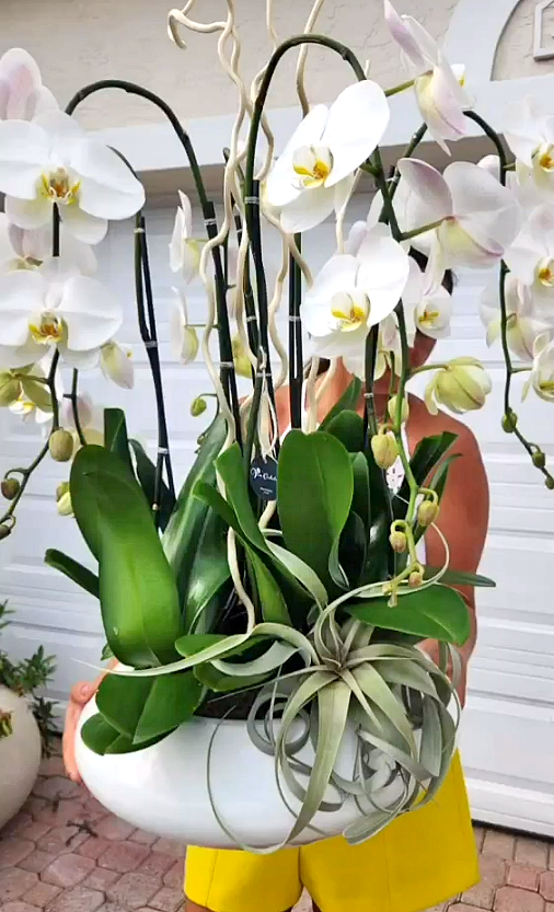 White orchids