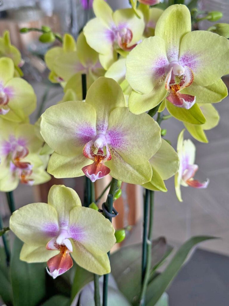 Growing Yellow Orchids