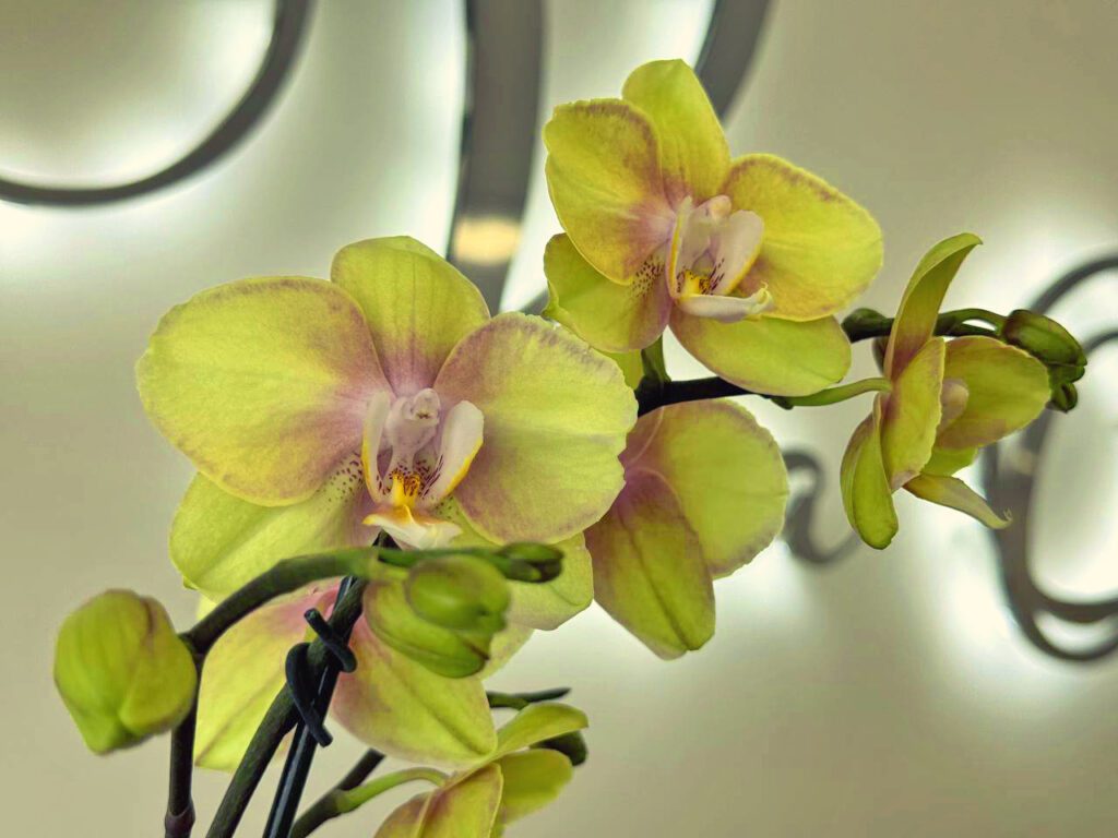 Meaning and Symbolism of Yellow Orchids