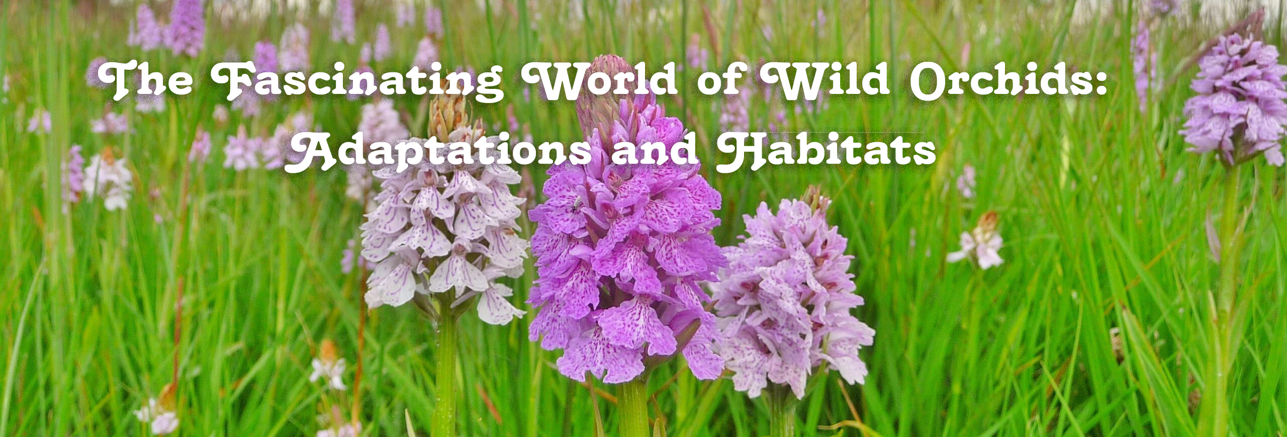 The Fascinating World of Wild Orchids: Adaptations and Habitats