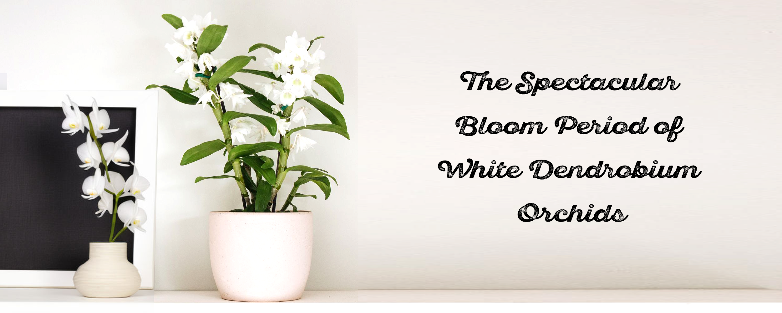 The Spectacular Bloom Period of White Dendrobium Orchids