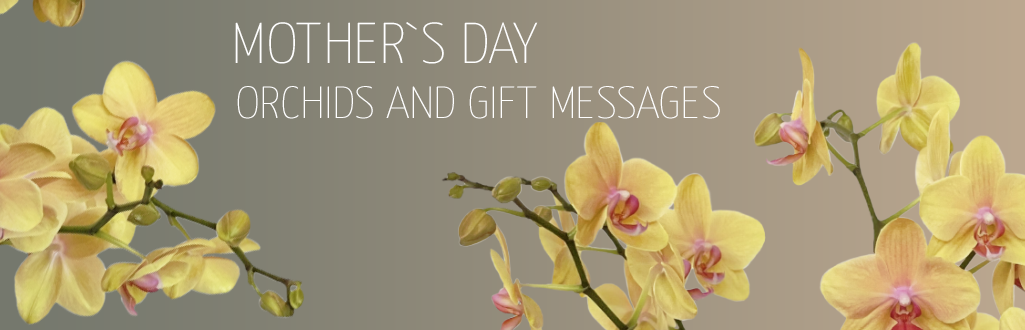 The Meaning of Orchid Colors for Mother's Day