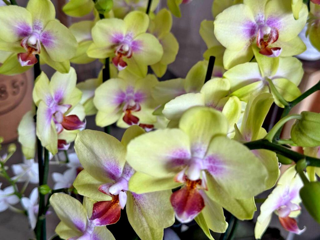 Yellow Orchid 