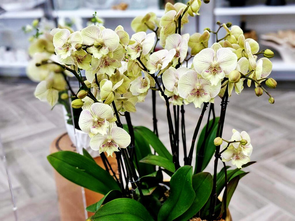Celebrate Mother's Day with Exquisite Orchids from Viva Orchids