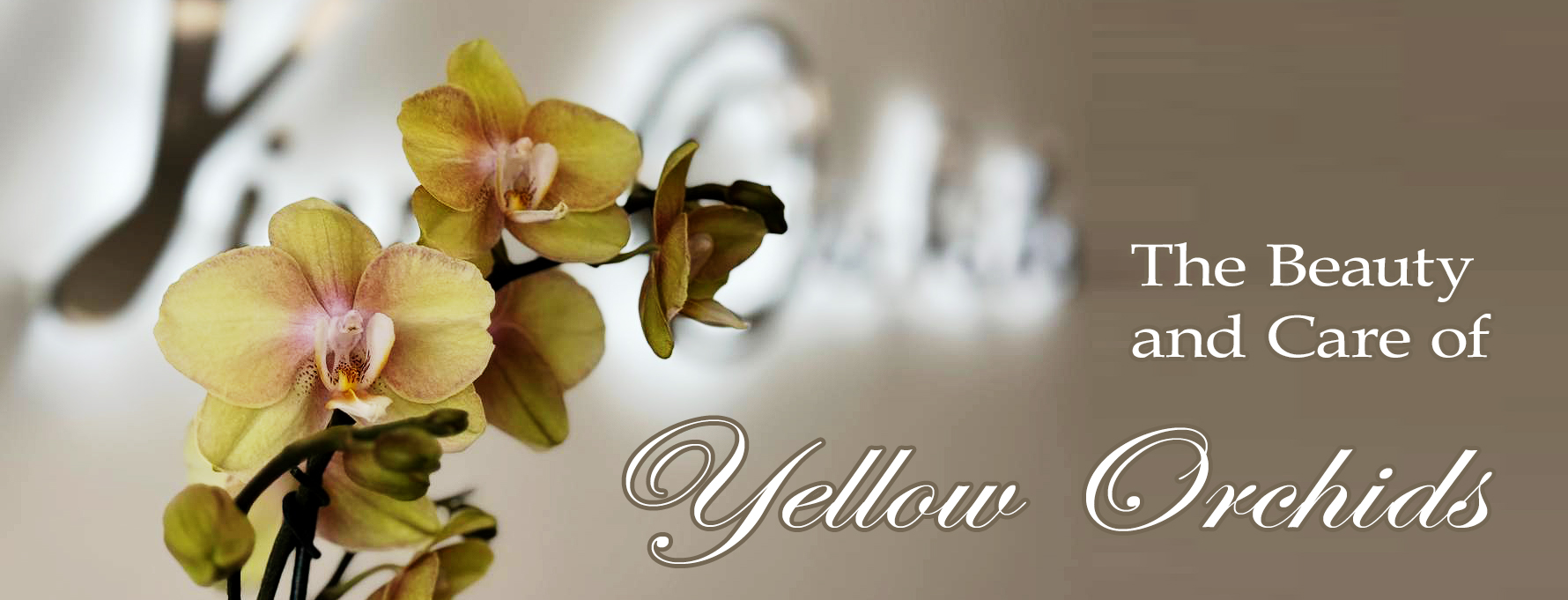 Yellow Orchids in Boca RatonThe Beauty and Care of Yellow Orchids