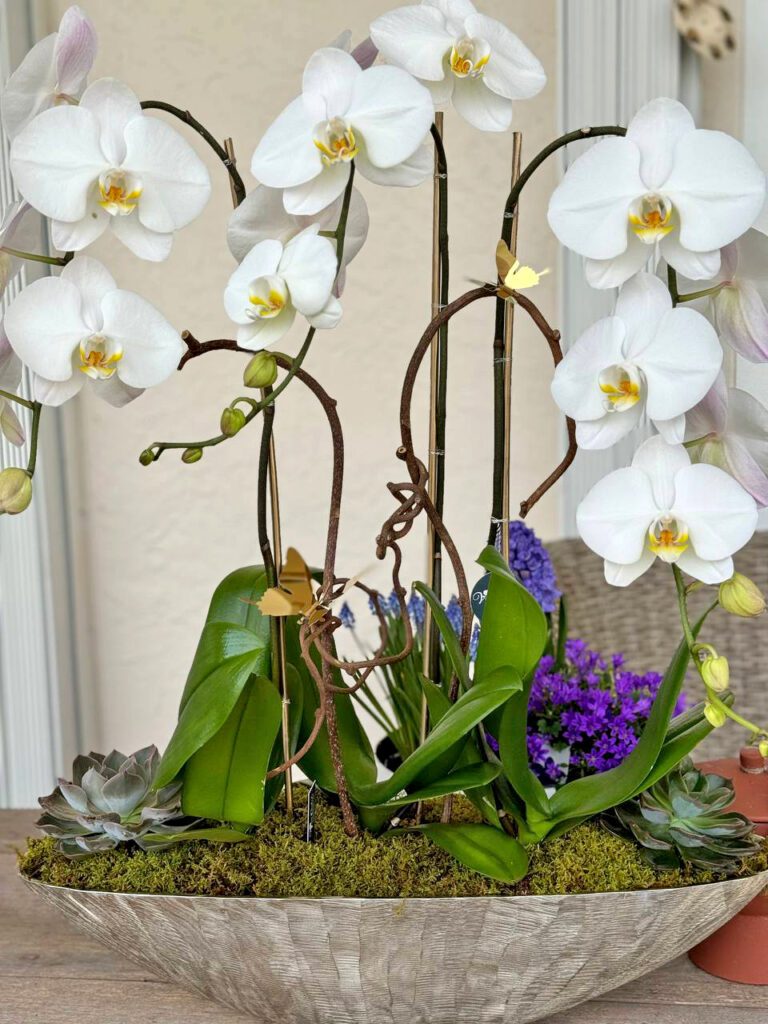 Orchids in Boca Raton, FL