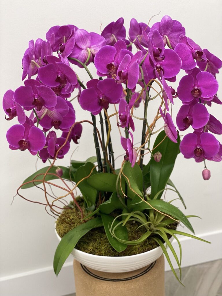 Orchids - Best Mother's Day Flowers
