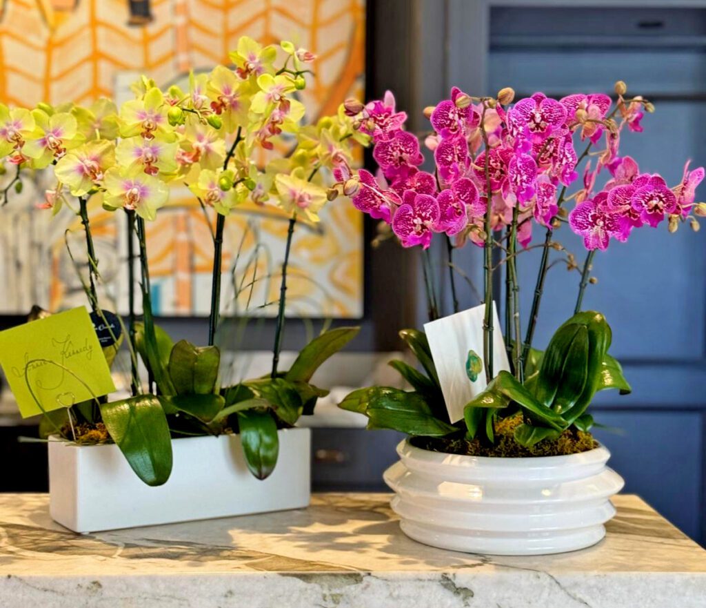 Orchid Colors for Mother's Day. Gift Messages