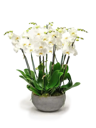 6viva-orchids-boca-raton-flower-delivery-white-orchid-swan-lake-1