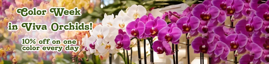 Color Week in Viva Orchids!