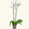 Phalaenopsis Orchid in a Grow Pot - Image 6