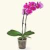 Phalaenopsis Orchid in a Grow Pot - Image 9