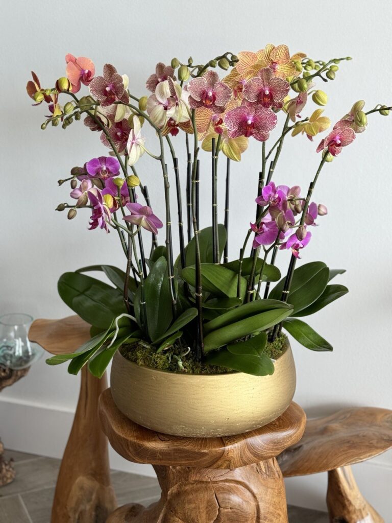 Choosing an Orchid Pot