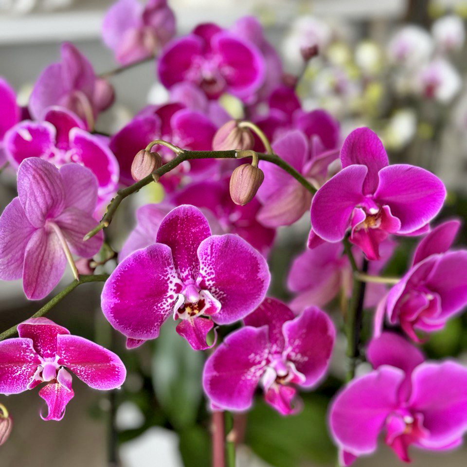 Palm Beach County Orchid Delivery Service