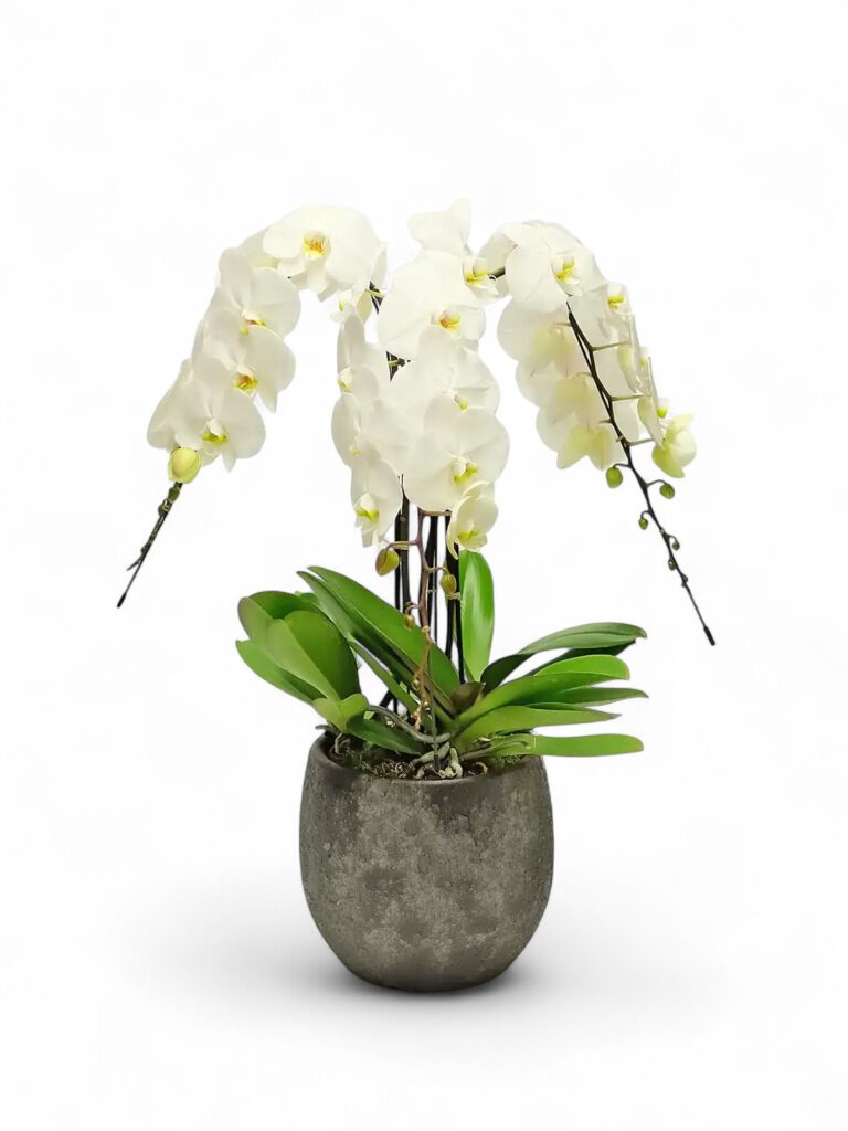 angel falls-cascading orchids luxury