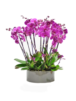 bright orchid gift