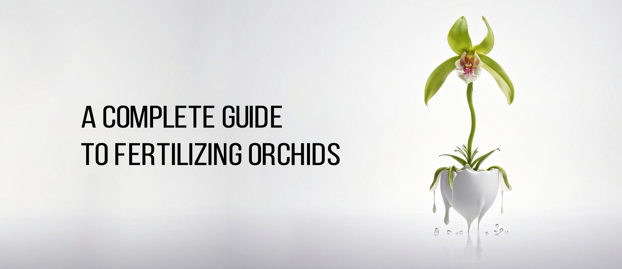 A Complete Guide to Fertilizing Orchids