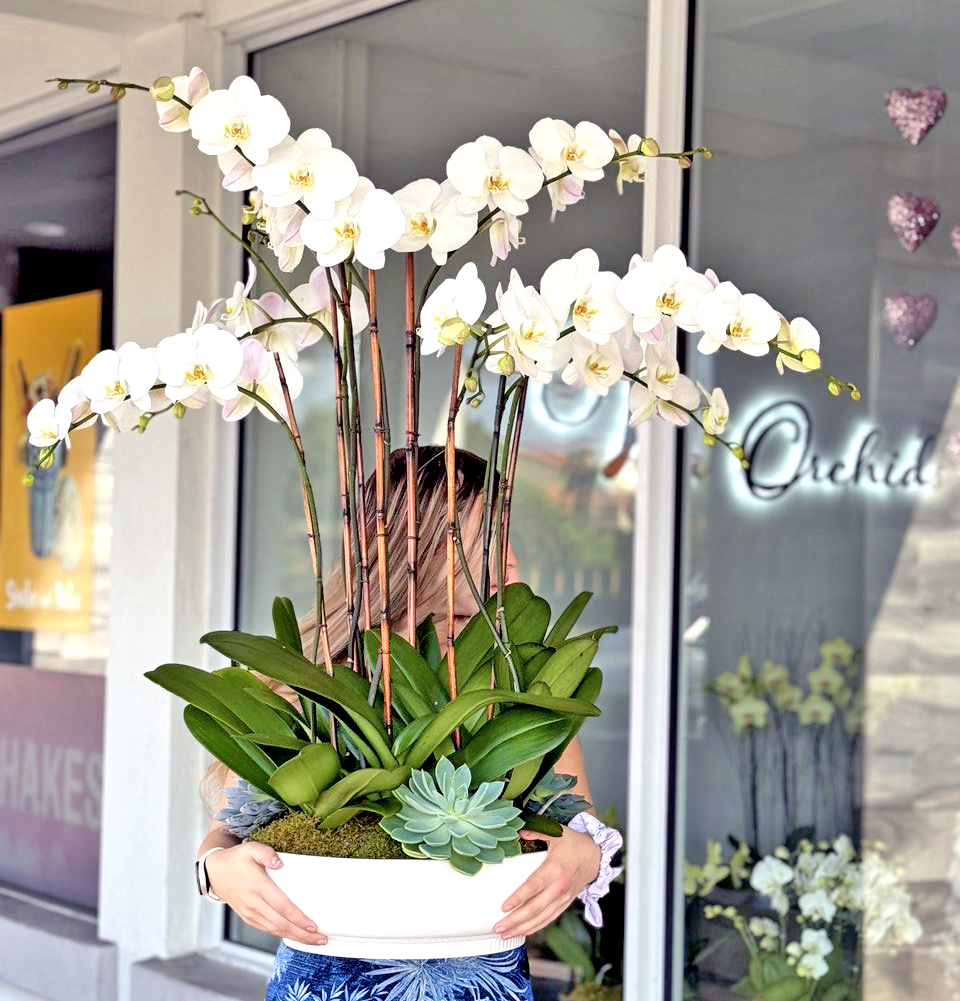 The Best Pots for Orchids
