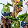 Orchid Tree - Image 2