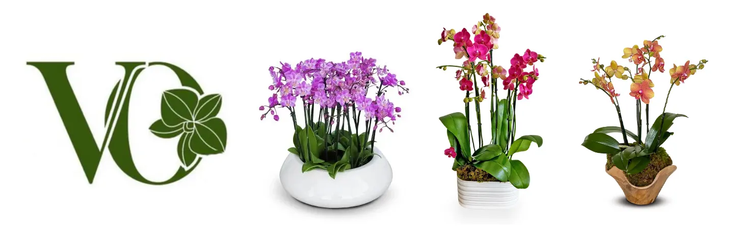 Florist VivaOrchids of Boca Raton: Exquisite Orchid Arrangements