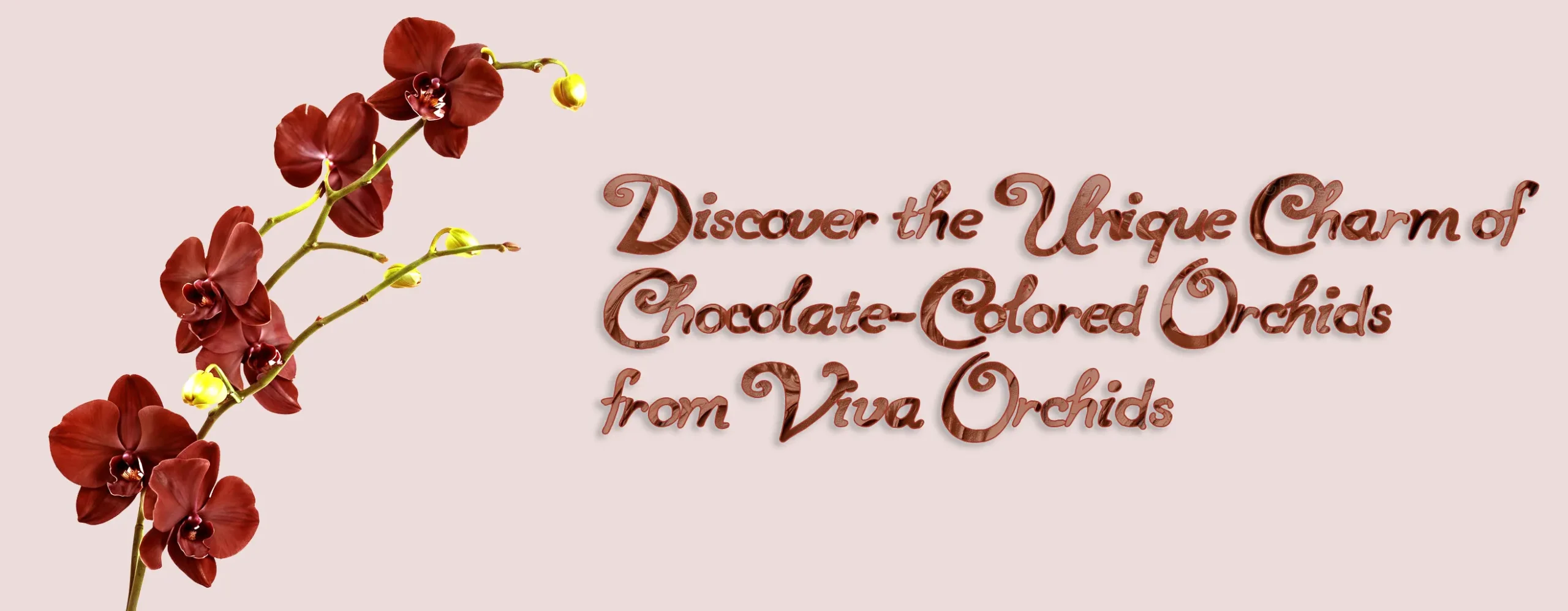 Discover the Unique Charm of Chocolate-Colored Orchids from Viva Orchids