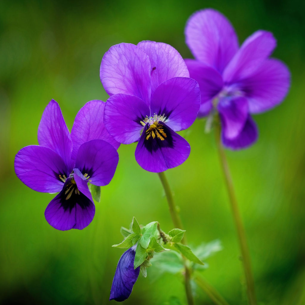 Diverse Flora of the Midwest Viola 